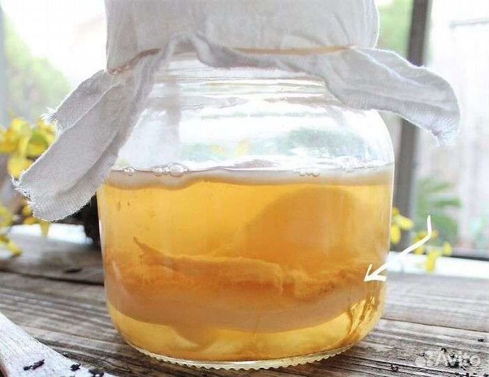 Чайный гриб комбуча