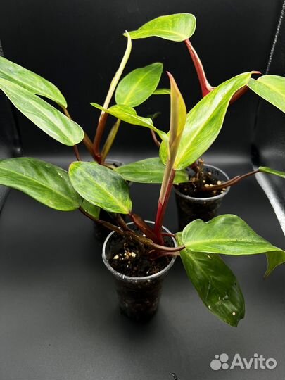 Филодендрон пейнтид леди