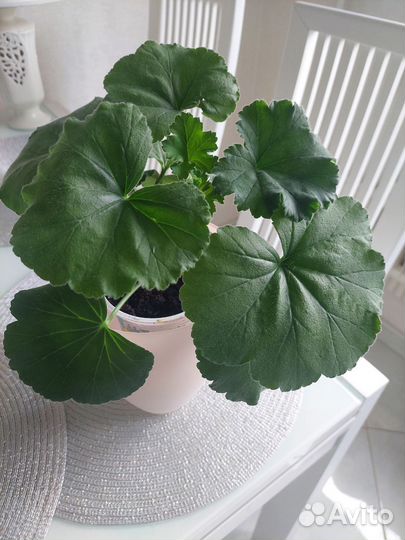 Герань пеларгония розовая