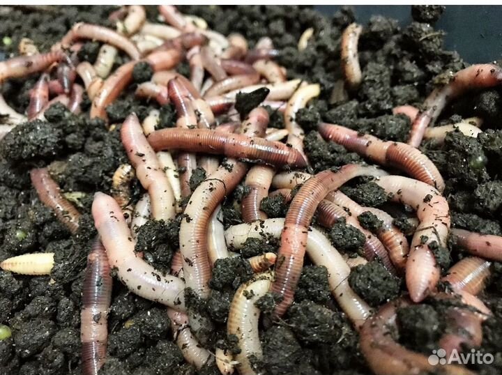 Червь дендробена