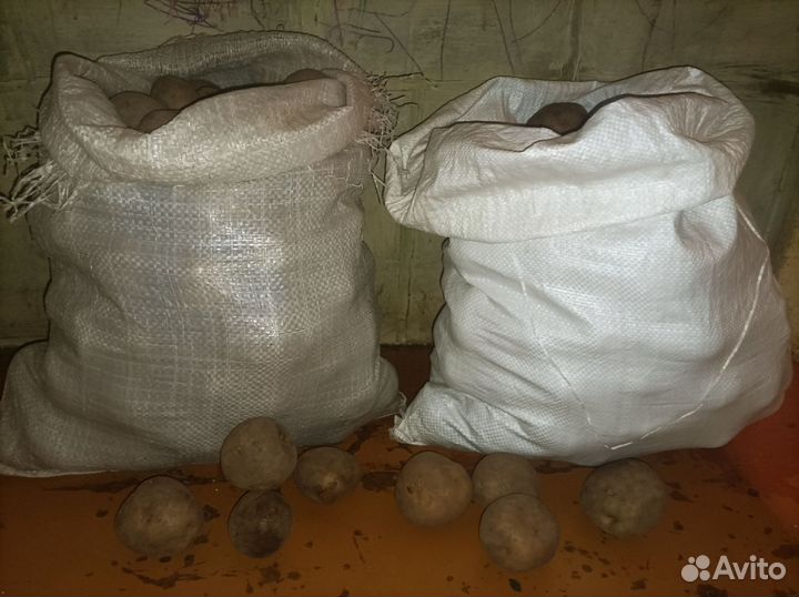 Пермский картофель