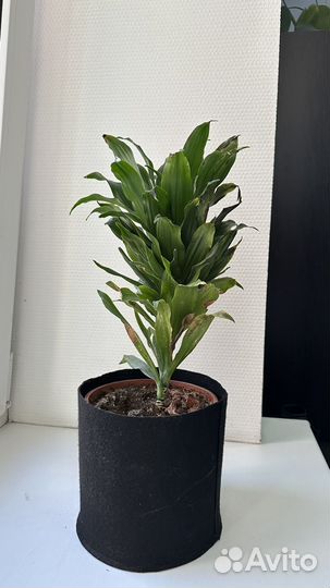 Пальма драцена