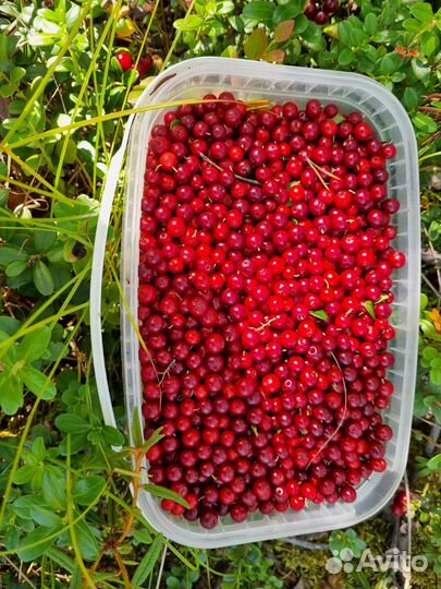 Брусника свежая