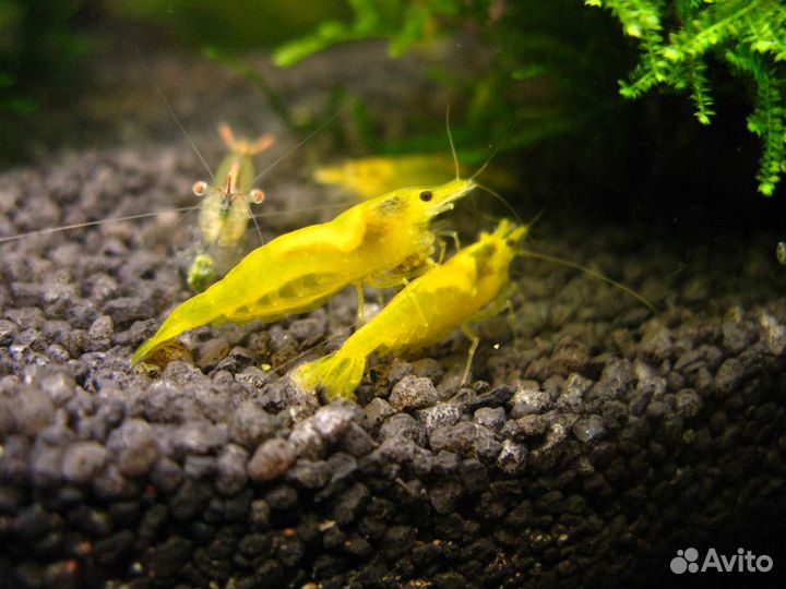 Креветки желтые