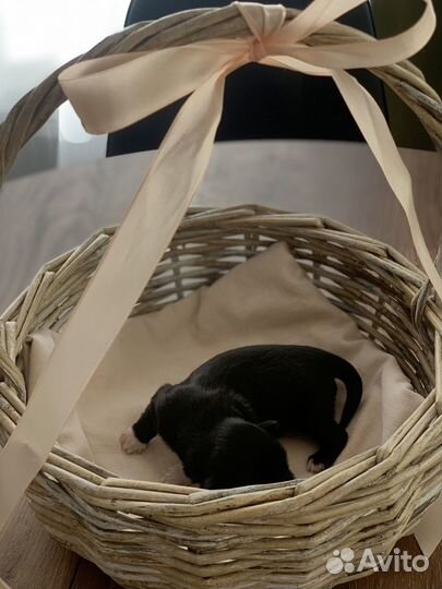 Щенки ши-тцу