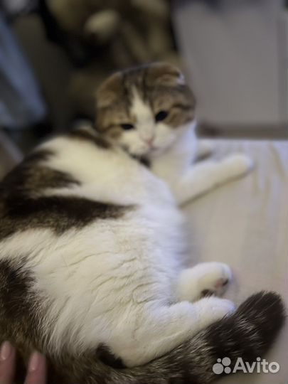 Шотландская вислоухая кошка в добрые руки