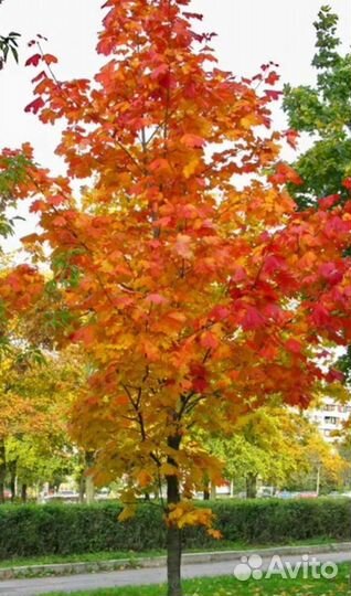 Саженцы деревьев : черемуха, клён, каштан, береза