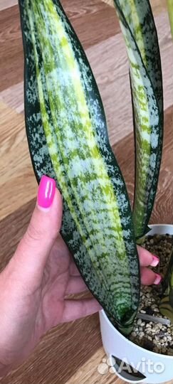 Сансевиерия форескейт