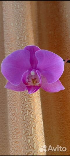 Орхидея фаленопсис