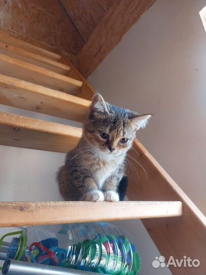Котенок красивый