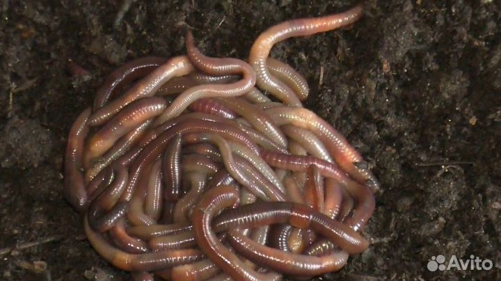 Черви для рыбалки