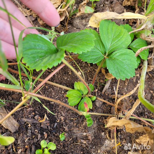 Усы клубники смесь