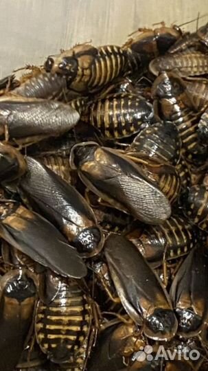 Аргентинский таракан (Blaptica Dubia)