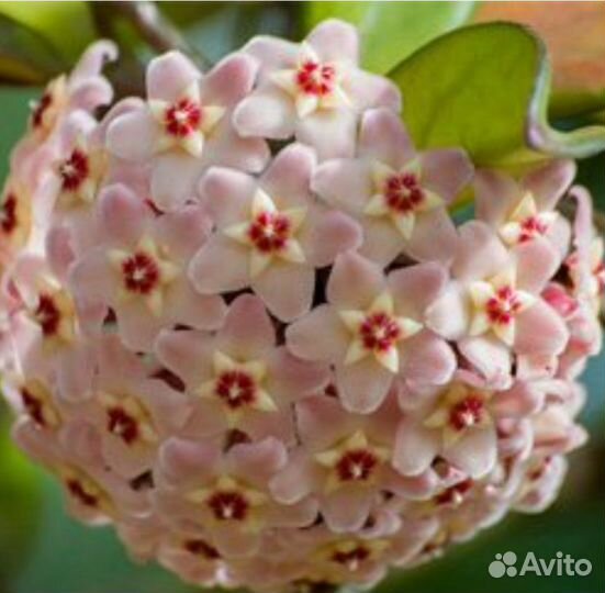 Хойя Карноза, Tsangii, Sigilatis,Белла