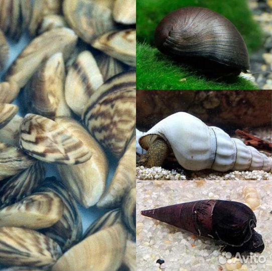 Теодоксусы(своего разведения),Неретины,Тиломелании