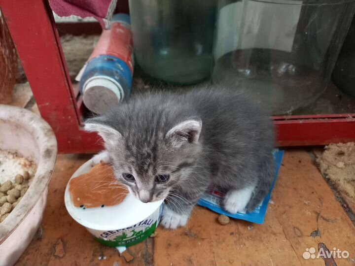 Котята в добрые руки
