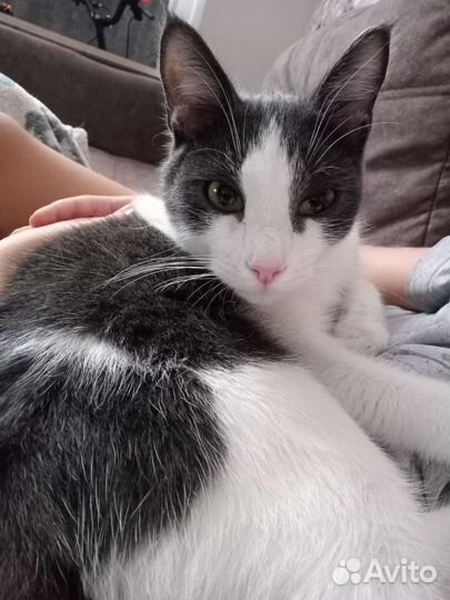 Котик кастрирован