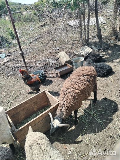 Овцы бараны