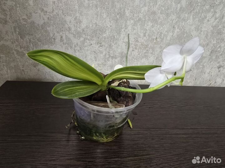 Орхидея фаленопсис