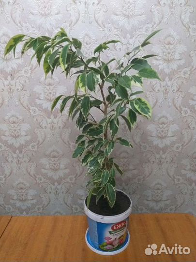 Фикус Бенджамина пёстрый