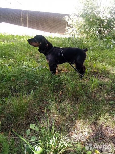 Вязка собак