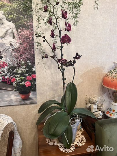 Каменная роза и Черный лебедь