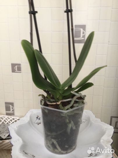 Орхидея бабочка 