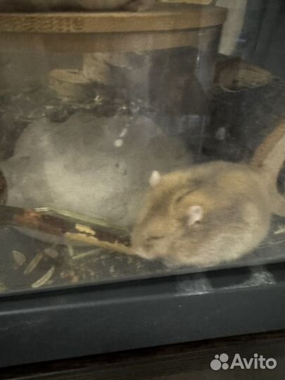 Джунгарский хомяк капучино