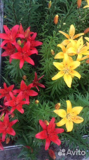 Лилии луковицы