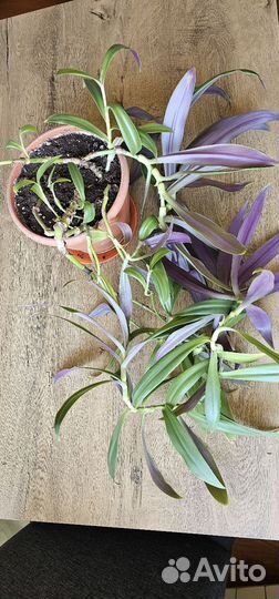 Традесканция комнатный цветок