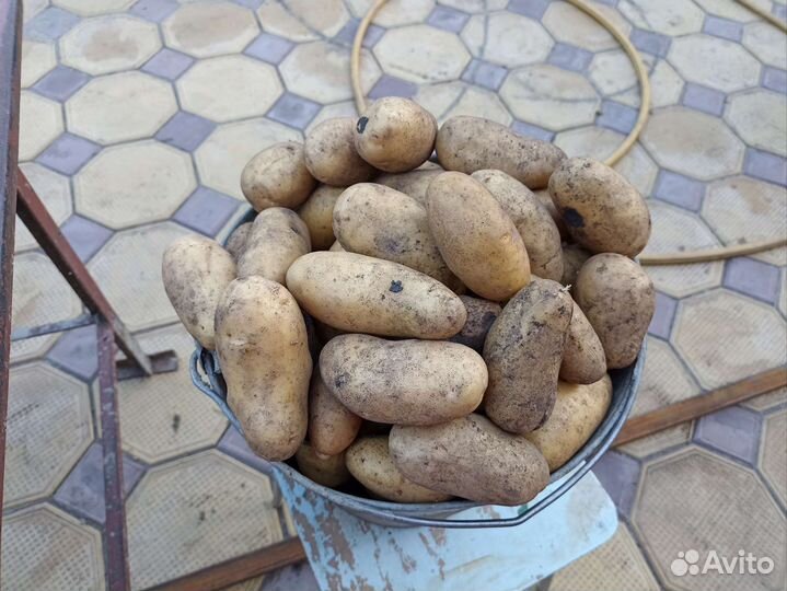 Продам картофель