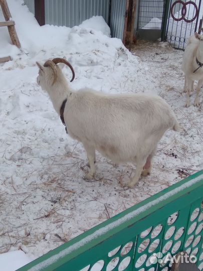 Продам коз
