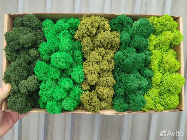 Стабилизированный мох, ягель, кочка, пласт, панно