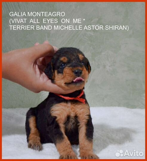 Эрдельтерьер