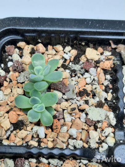 Эхеверия Пулидонис