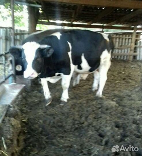 Бычки и телки