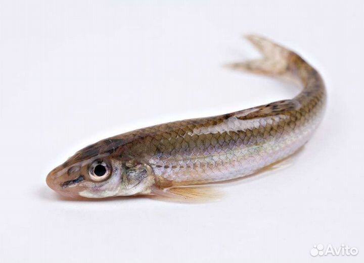 Живец пескарь, карась(опт,розница)