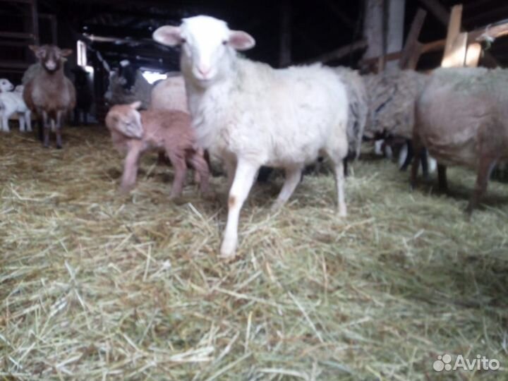 Катумские бараны