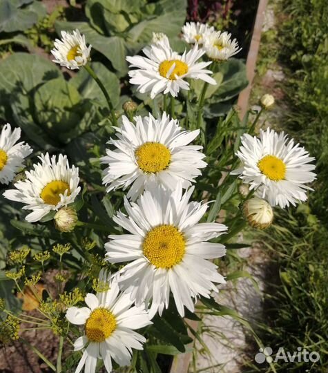 Сортовые нивянники