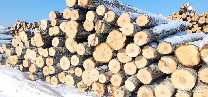 Пиловочник хвоя