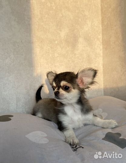 Чихуахуа мини девочка