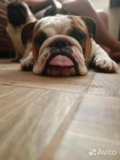 Передержка для собак