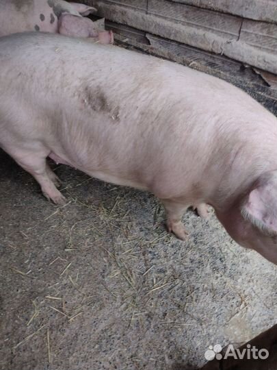 Свиньи живым весом,бык откорм