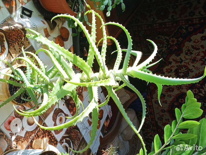 Комнатные цветы