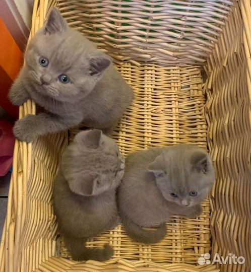 Британские котята
