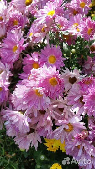 Хризантема кустовая
