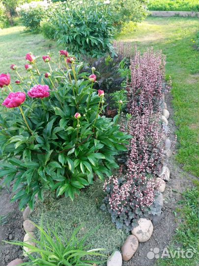 Гейхера (многолетник)