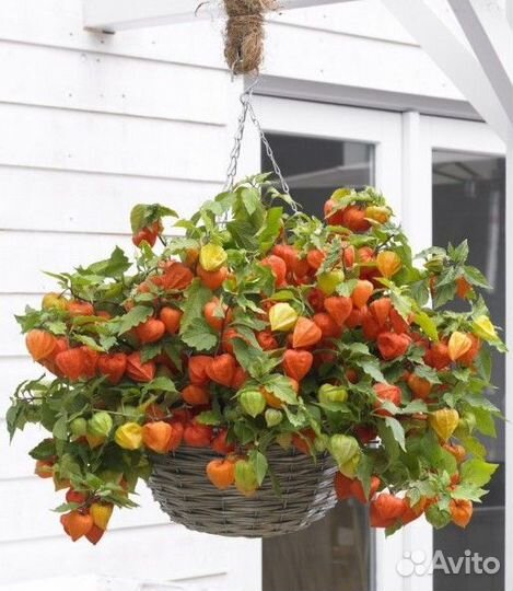 Рассада помидор черри и физалис фрутово-ягодный