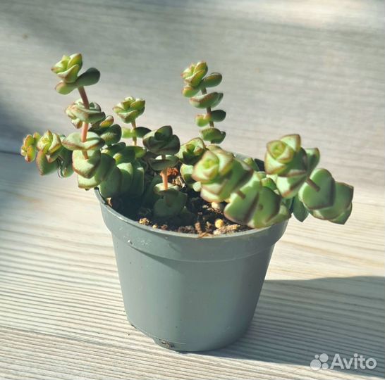 Крассула марнье