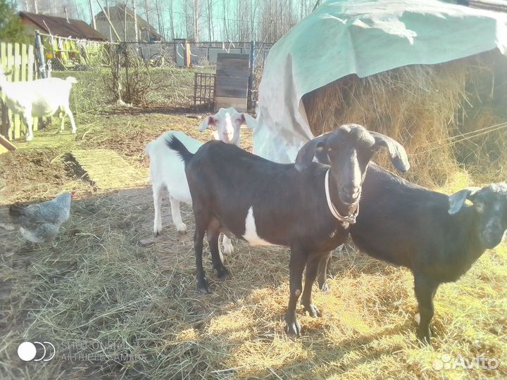 Коза дойная